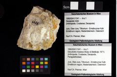 Foto (Objket + Etiketten) von Discutiolira moesica (Muţiu & Bădăluţă, 1971) 